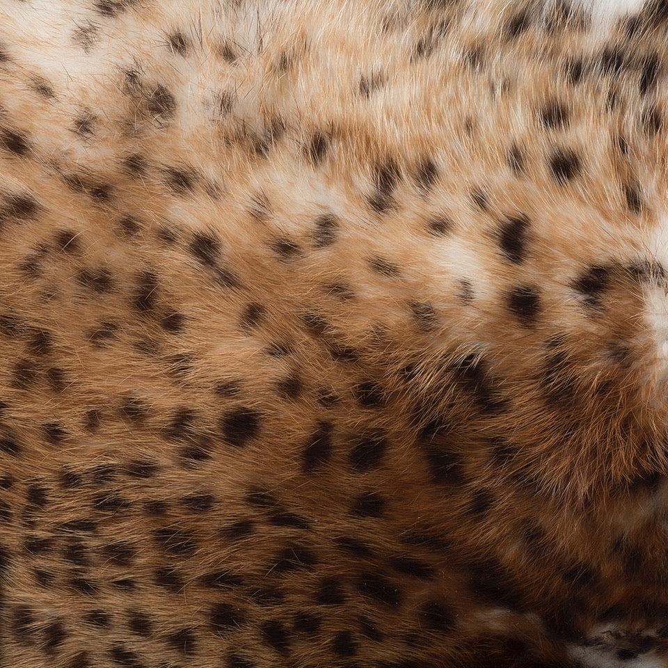 Exotic Pelt